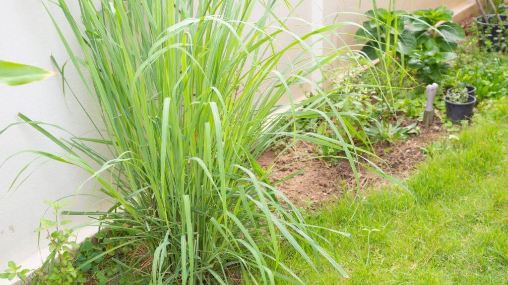 A planta que afastam mosquitos melhor do que repelente químico