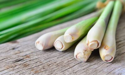 O poder da citronela no combate a pernilongos e mosquitos agora no verão