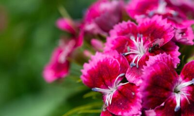 A cravina deixa o jardim mais bonito e ainda ajuda a afastar insetos naturalmente