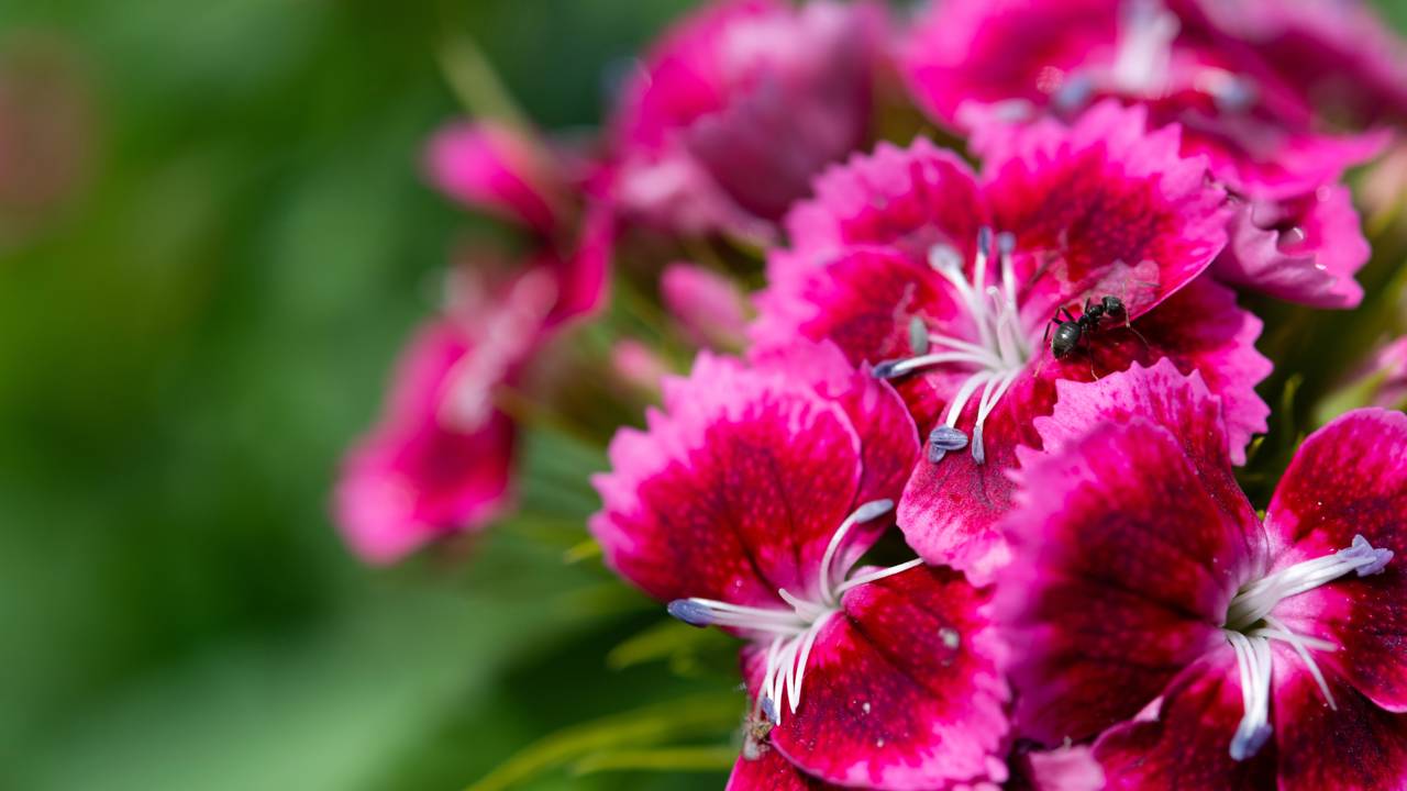 A cravina deixa o jardim mais bonito e ainda ajuda a afastar insetos naturalmente