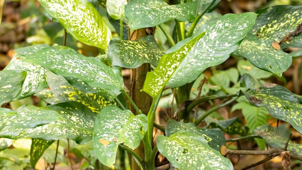 A comigo ninguém pode é cercada de crenças sobre proteção e prosperidade
