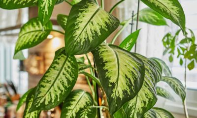 As plantas que afastam energia ruim de acordo com crenças populares