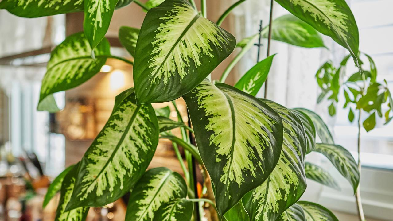 As plantas que afastam energia ruim de acordo com crenças populares