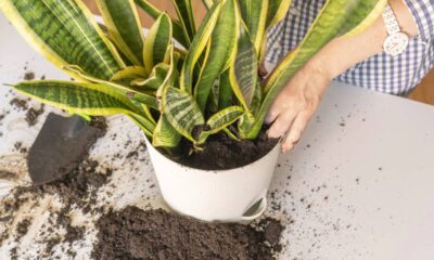 Uma planta de proteção e força que atravessa gerações no Brasil