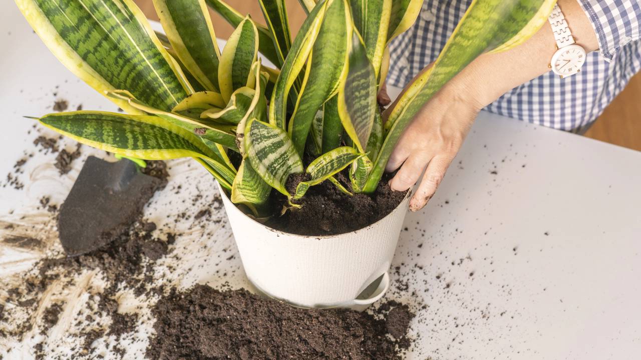 Uma planta de proteção e força que atravessa gerações no Brasil