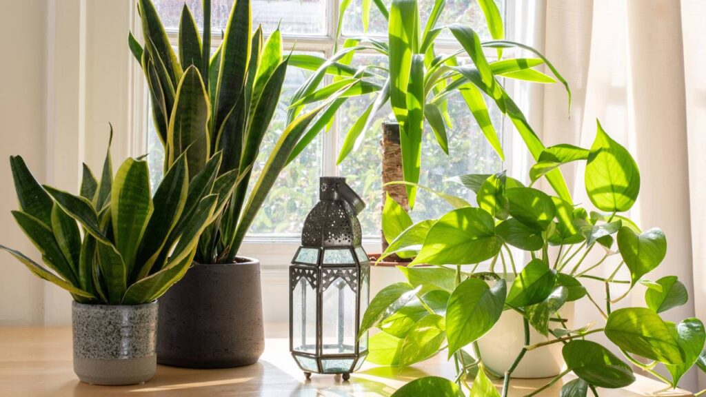 Uma planta de proteção e força que atravessa gerações no Brasil