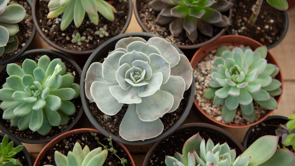 Algumas suculentas carregam uma energia silenciosa e poderosa