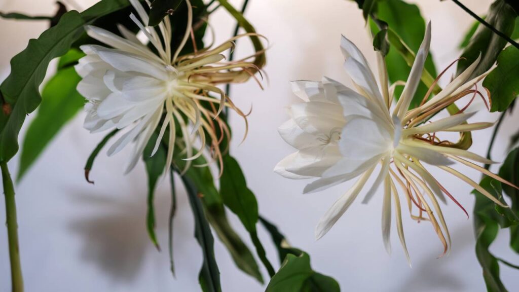 A flor brasileira que floresce apenas uma vez na vida e guarda um encanto único