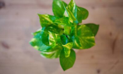 Essa planta baratinha virou febre entre decoradores profissionais