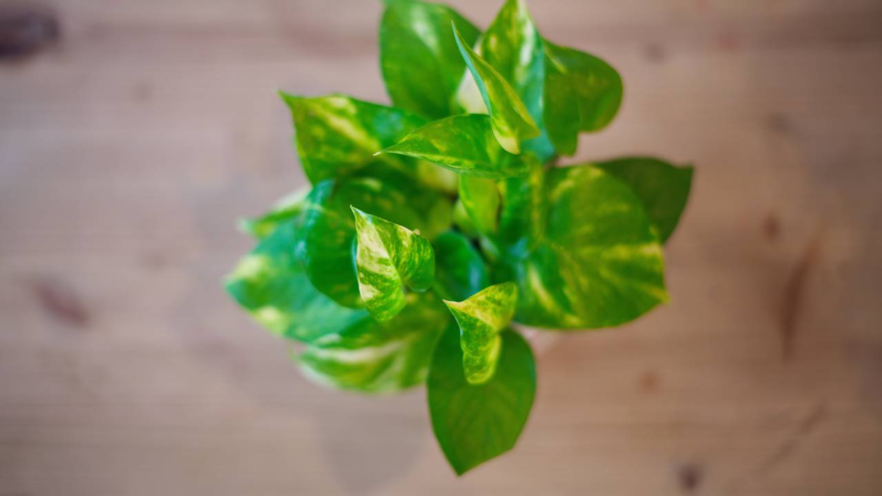 Essa planta baratinha virou febre entre decoradores profissionais