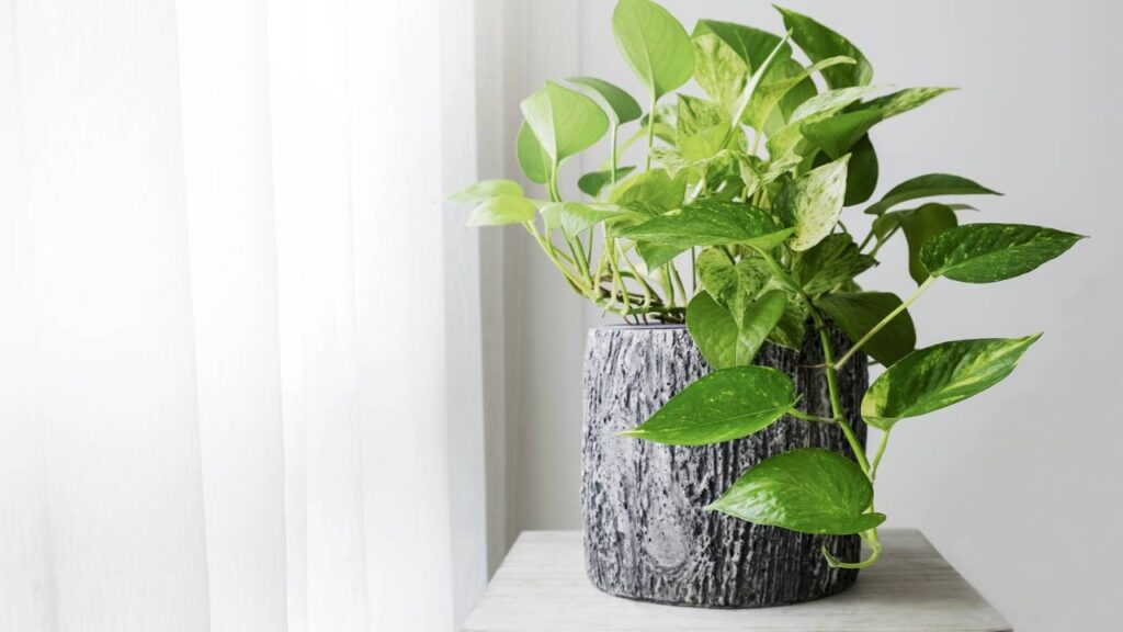 Essa planta baratinha virou febre entre decoradores profissionais