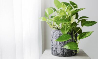 O significado oculto das plantas pendentes e suas boas vibrações