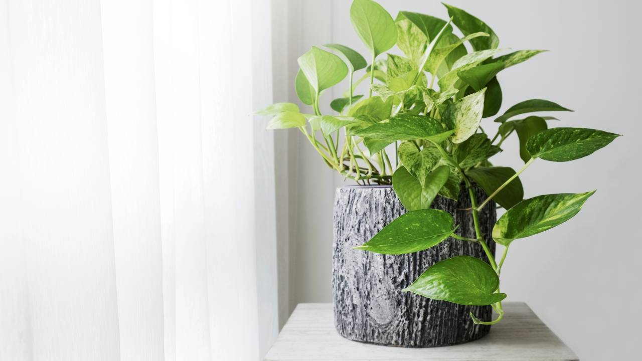 O significado oculto das plantas pendentes e suas boas vibrações