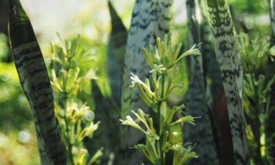 A planta que reduz o estresse e transforma qualquer ambiente em um refúgio de paz