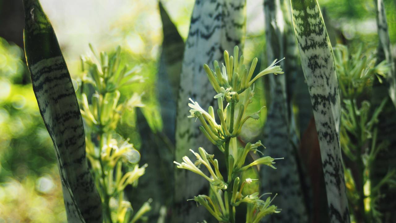 A planta que reduz o estresse e transforma qualquer ambiente em um refúgio de paz