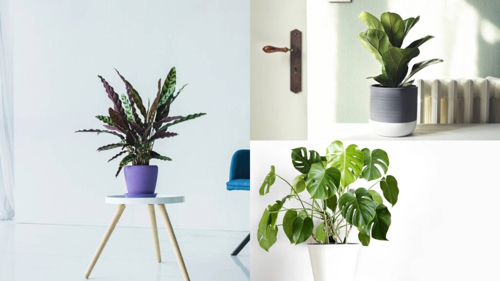 Essa folhagem exótica virou tendência entre decoradores