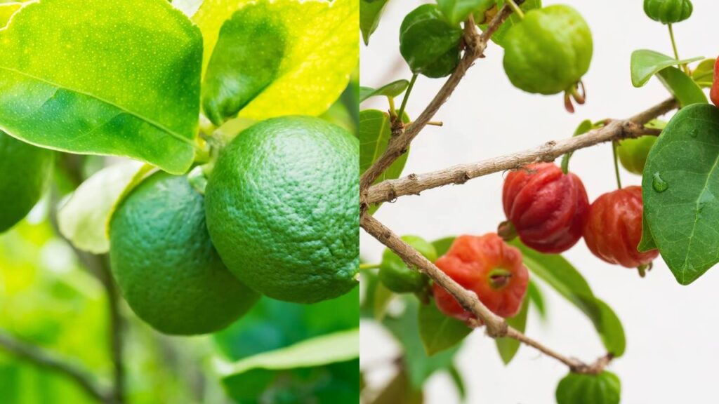 Essa planta dá frutos o ano todo e não precisa de poda constante