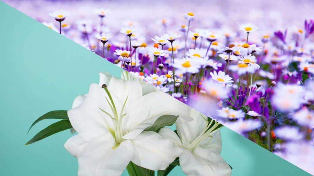 Essa planta é usada há séculos para atrair amor verdadeiro