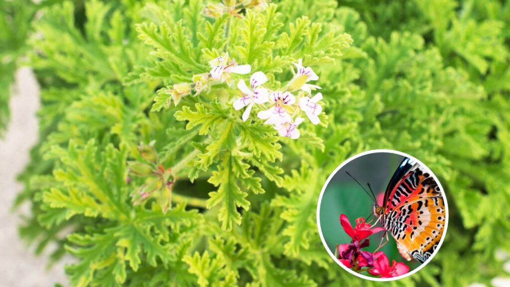 Essa planta nativa encanta, perfuma e ainda espanta insetos e ainda atrai borboletas