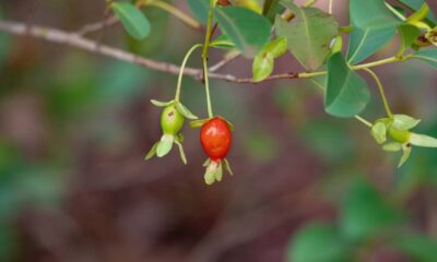 Ela cresce rápido e dá frutos antes mesmo de você esperar