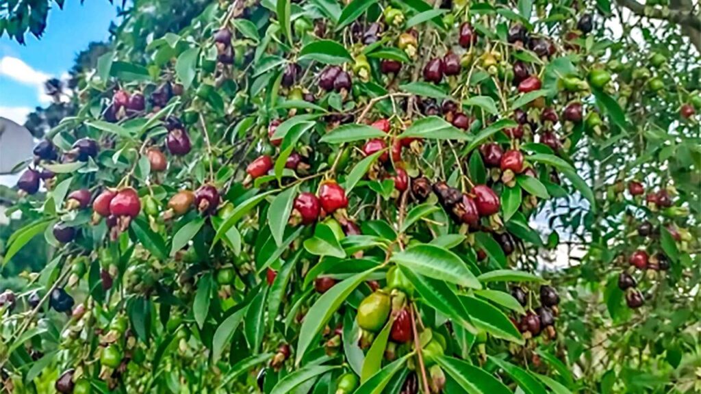 Ela cresce rápido e dá frutos antes mesmo de você esperar