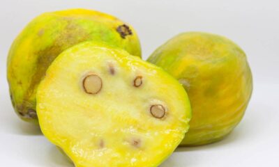 Como plantar araçá-boi e fortalecer o caule antes da floração