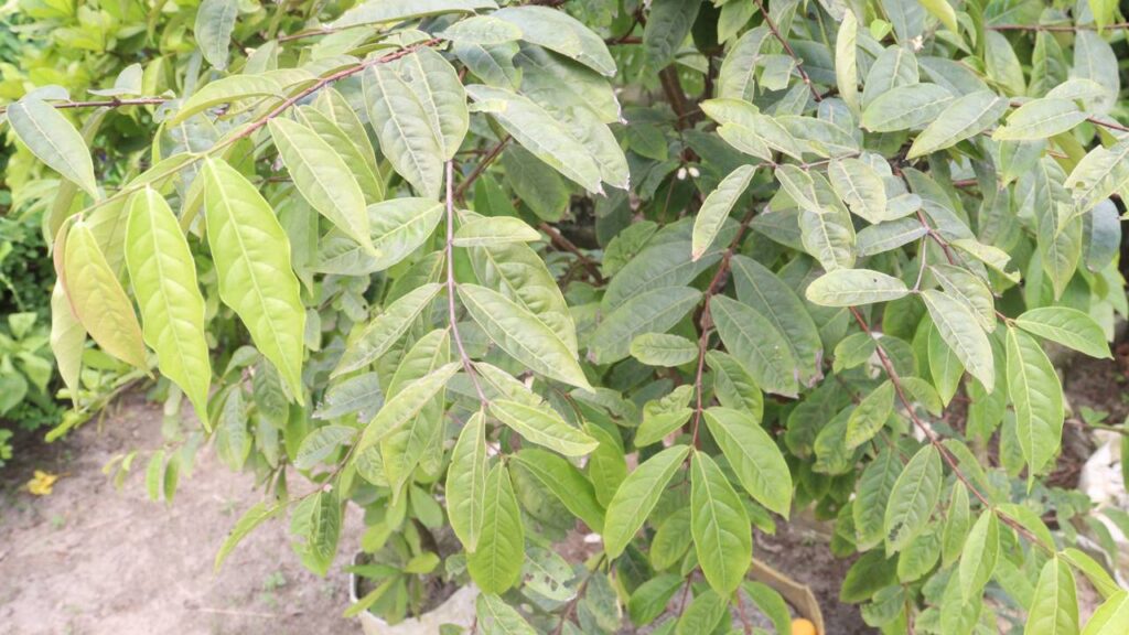 Como plantar araçá-boi e fortalecer o caule antes da floração