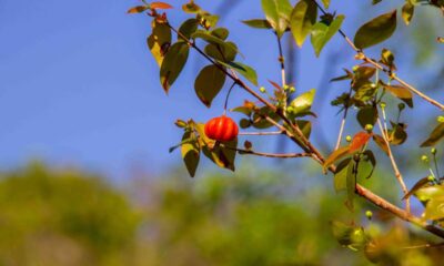 A fruta que produz o ano todo e encanta por atrair pássaros e deixar o quintal colorido