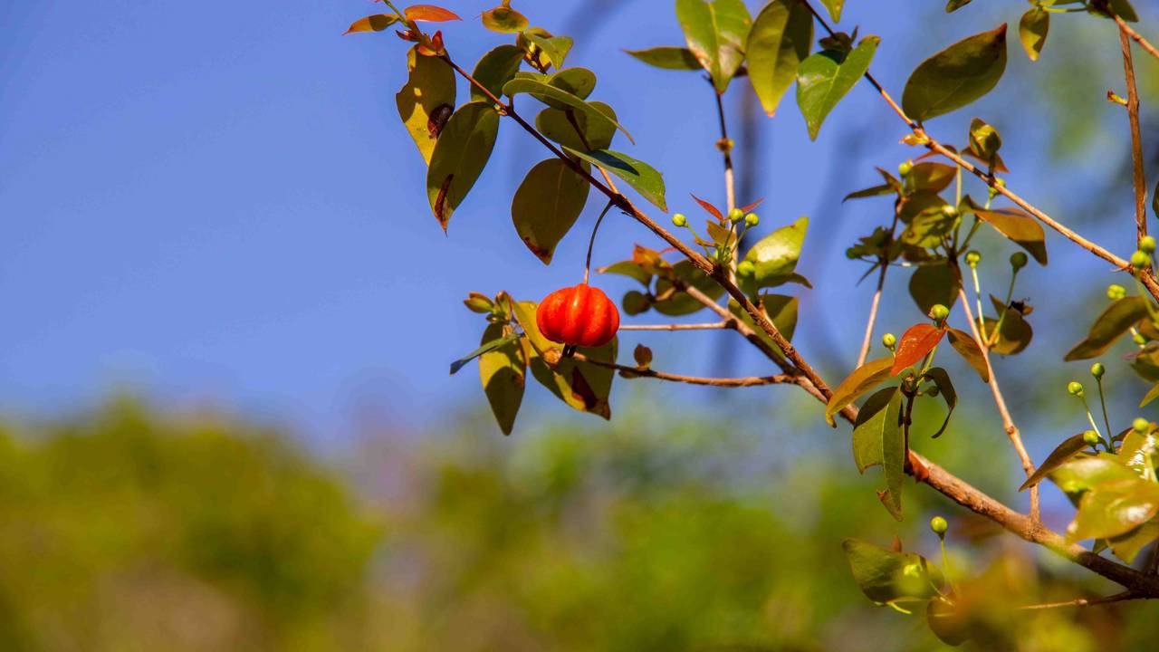 A fruta que produz o ano todo e encanta por atrair pássaros e deixar o quintal colorido