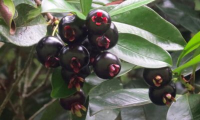 O encanto da grumixama está em crescer onde outras plantas não resistem