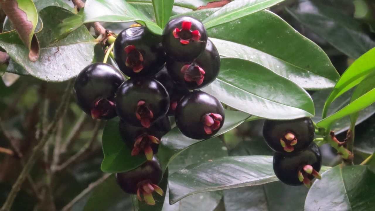 O encanto da grumixama está em crescer onde outras plantas não resistem