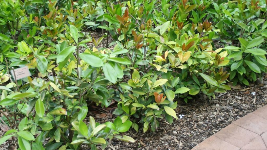 O encanto da grumixama está em crescer onde outras plantas não resistem