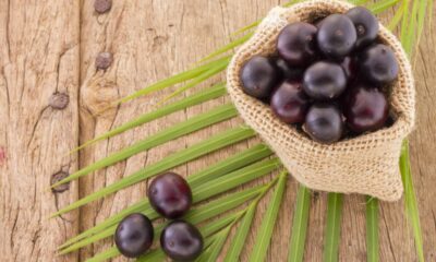 Como adaptar o açaizeiro ao clima da sua região e garantir colheita saudável