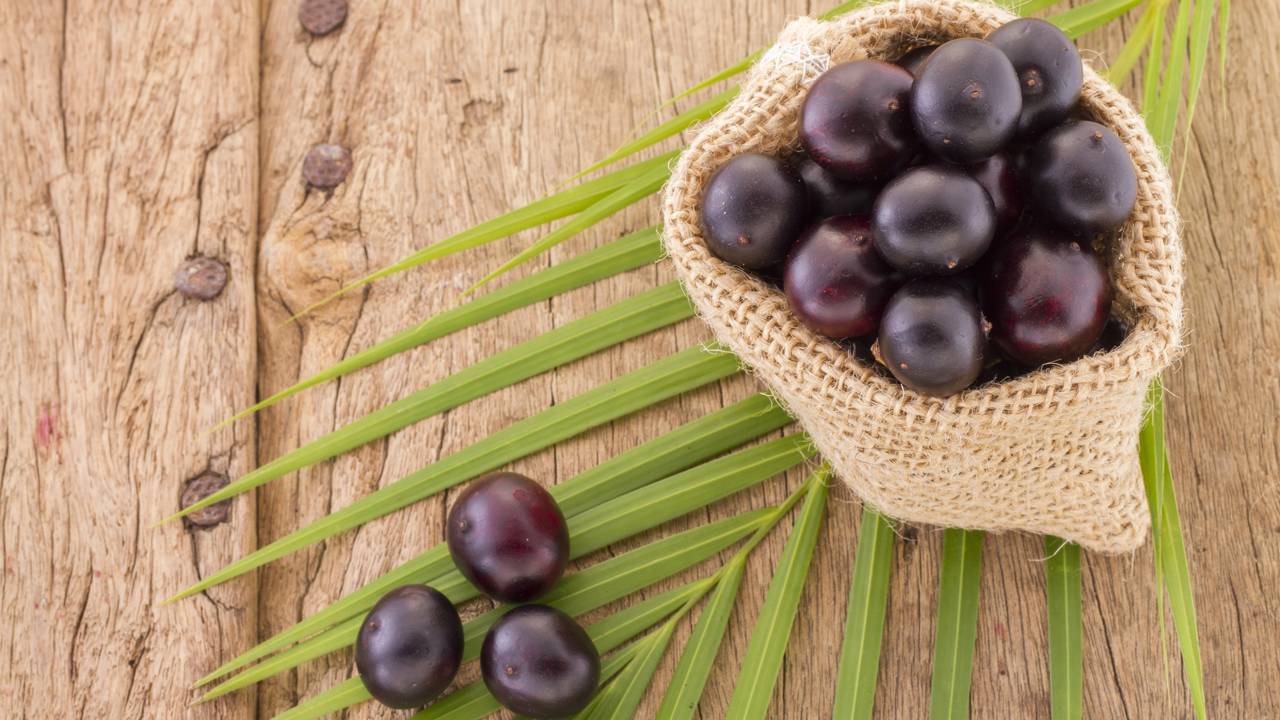 Como adaptar o açaizeiro ao clima da sua região e garantir colheita saudável