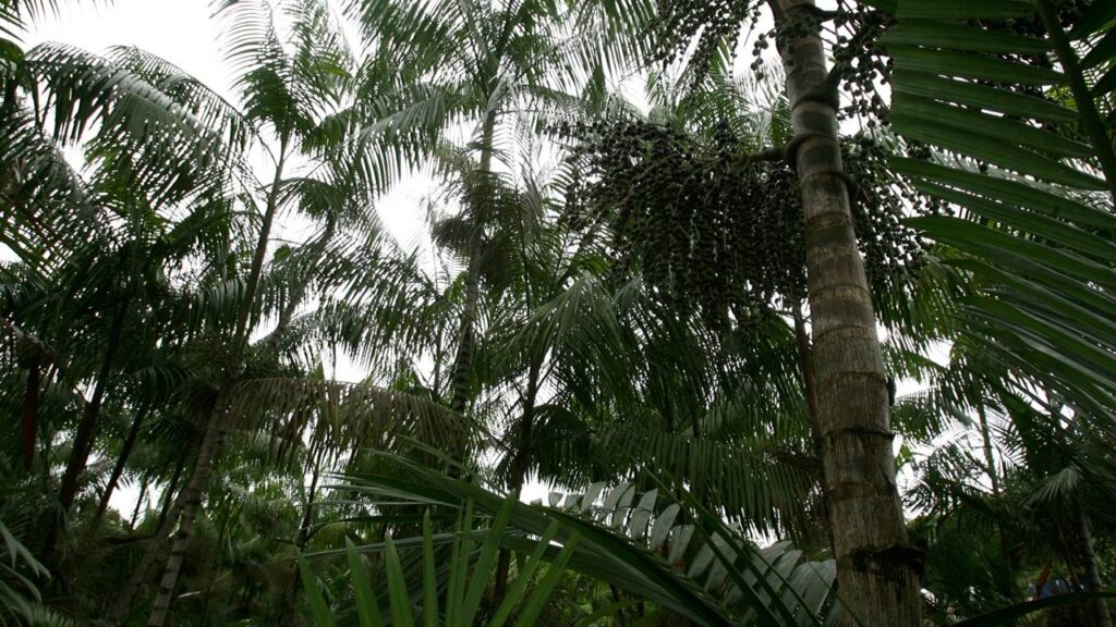 Como adaptar o açaizeiro ao clima da sua região e garantir colheita saudável