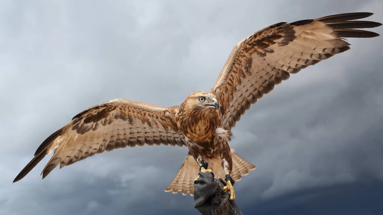 Qual é o coletivo de ‘falcão’?