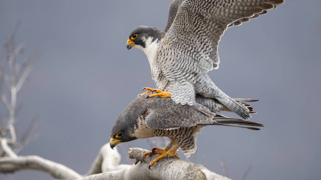 Qual é o coletivo de ‘falcão’?