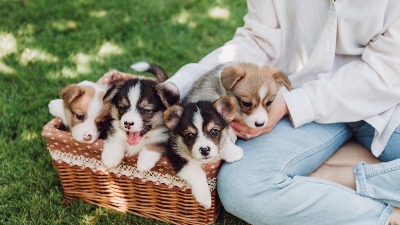 Você sabe qual é o coletivo de "filhotes"?