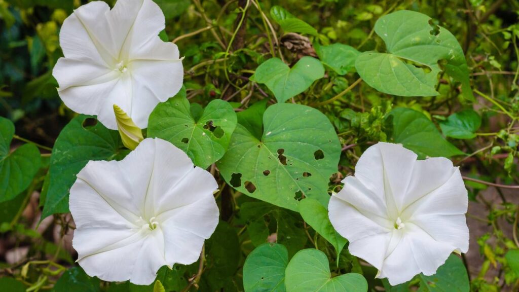 Você já reparou como as flores ficam diferentes durante a lua cheia?