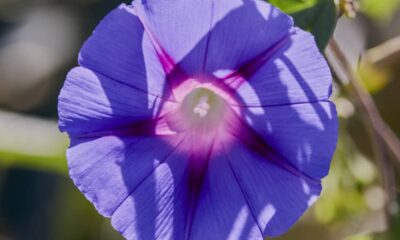 Você já reparou como as flores ficam diferentes durante a lua cheia?