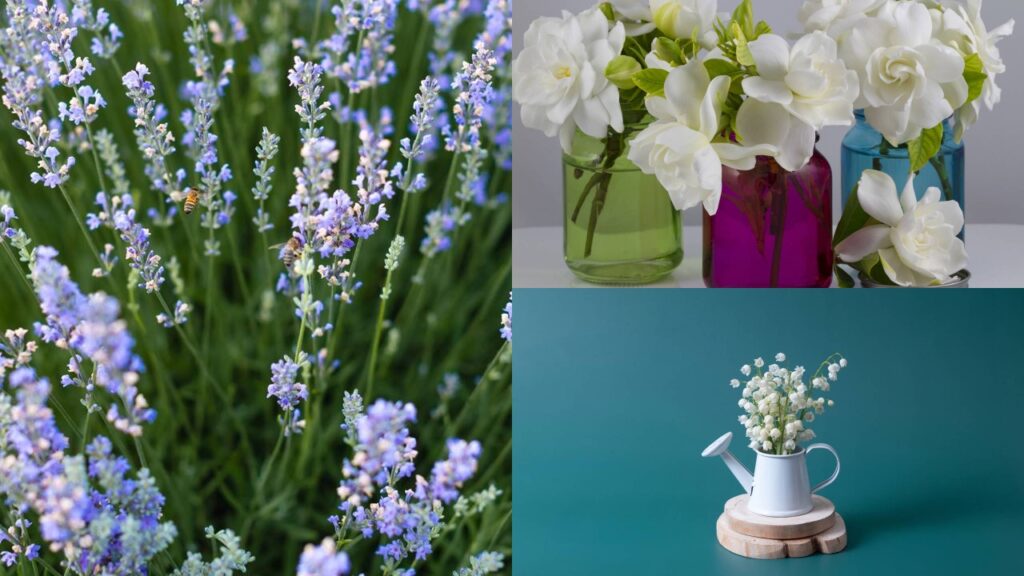 Flor fácil de cuidar que perfuma a casa e deixa tudo mais leve e acolhedor