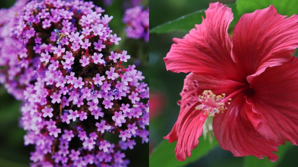 Flores que resistem ao calor e ainda decoram com charme natural