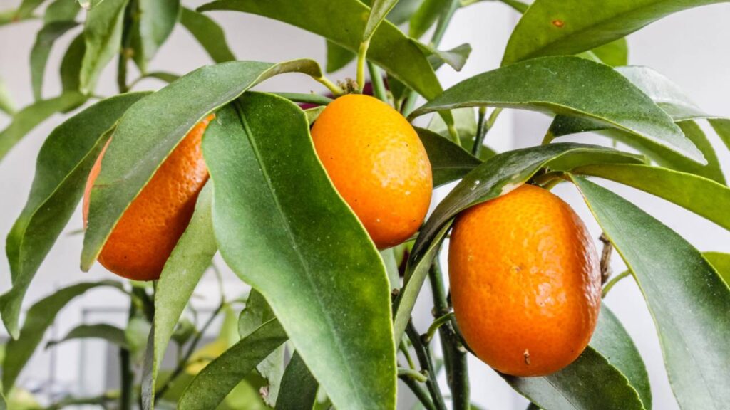 A laranja-kinkan brota rápido e ainda perfuma o ambiente inteiro quando floresce