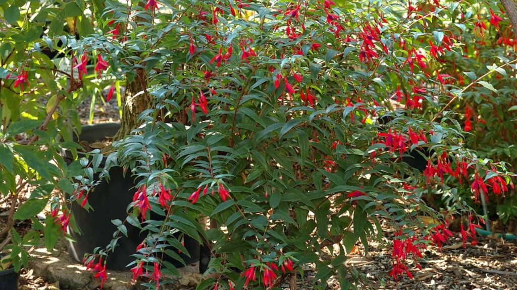 A flor brinco de princesa que combina com qualquer estilo de decoração