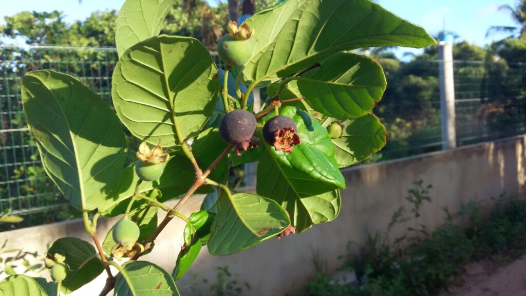 Uma fruta brasileira brota rápido e tem um sabor adocicado que surpreende