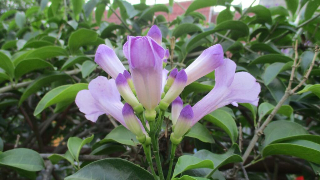 A planta que surpreende pelo sabor de alho marcante e virou queridinha nas saladas