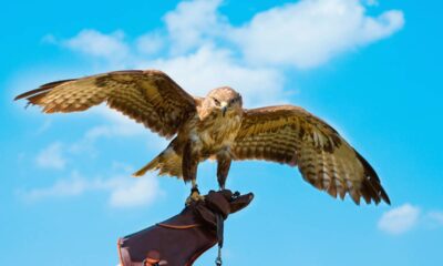 Entenda qual é o coletivo de "gaviões"