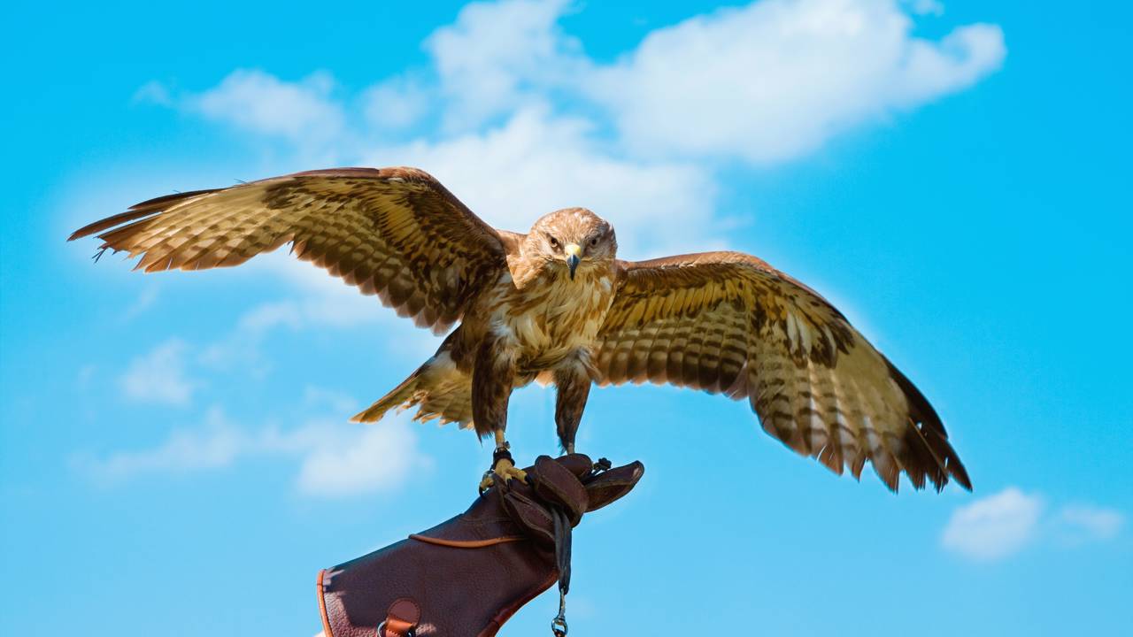 Entenda qual é o coletivo de "gaviões"