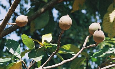 Como plantar jenipapo e usar os frutos em sucos e geleias