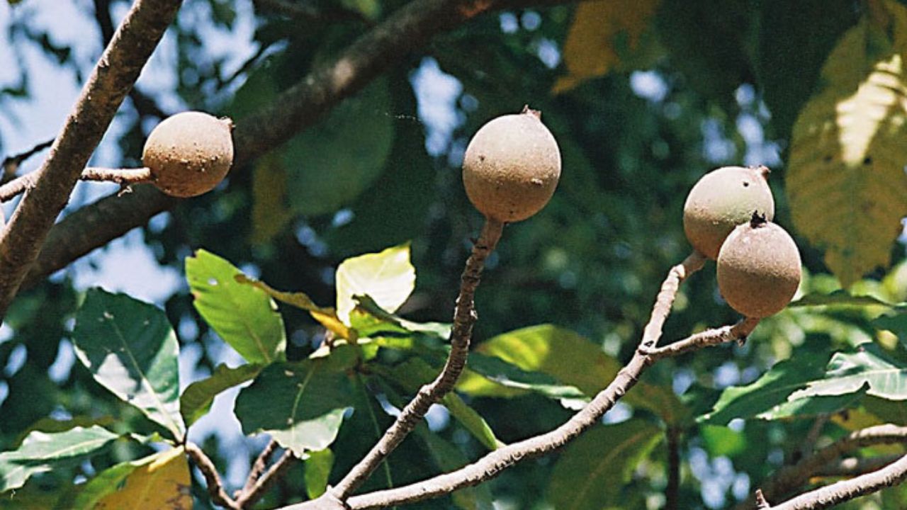 Como plantar jenipapo e usar os frutos em sucos e geleias